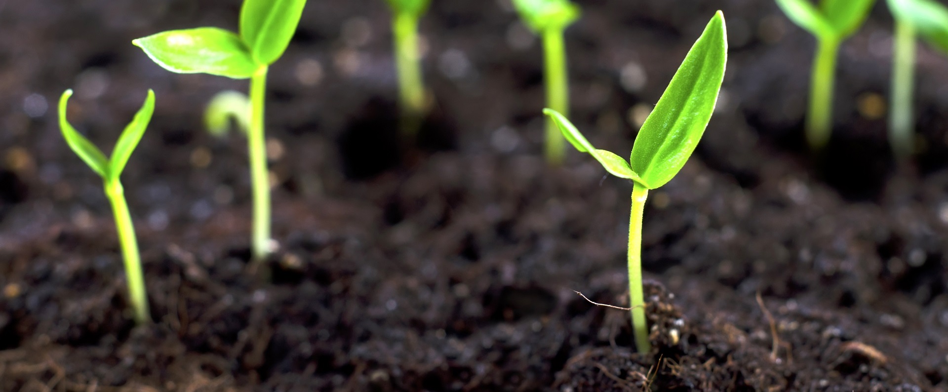 Soil Title Image