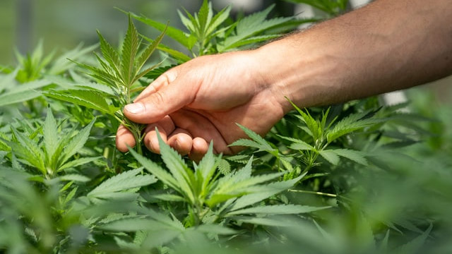 Cannabis Testing, Cannabis Analysis, Health Canada Standards, Compliance, GACP Certification Testing