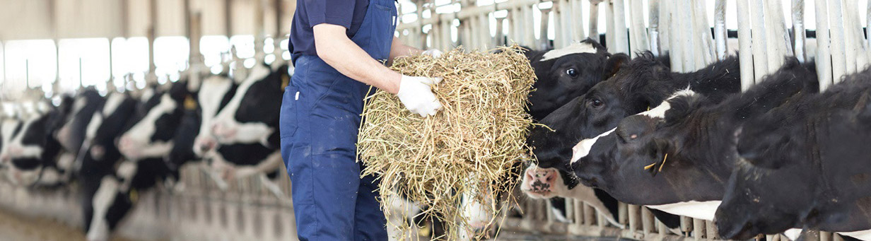 livestock-feed-01 Livestock Feed Testing, Animal Nutrition, Equine Feed Analysis