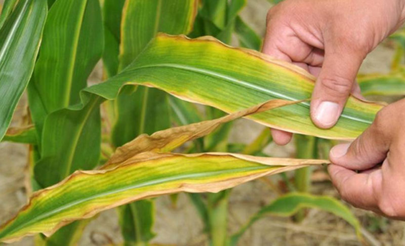 services-05 Crop Health, Nutrients, Sustainable Agriculture, Soil Health