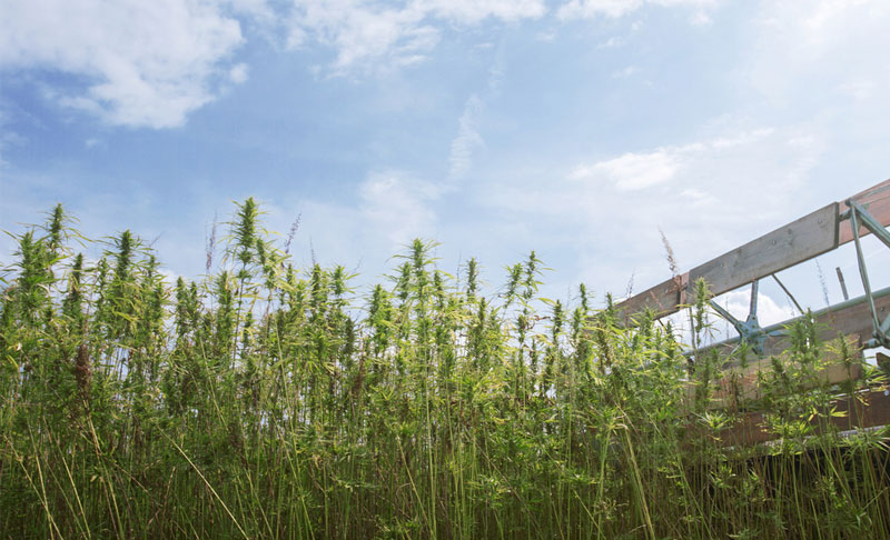 services-07 Hemp Crop, Hemp Testing, Hemp Services